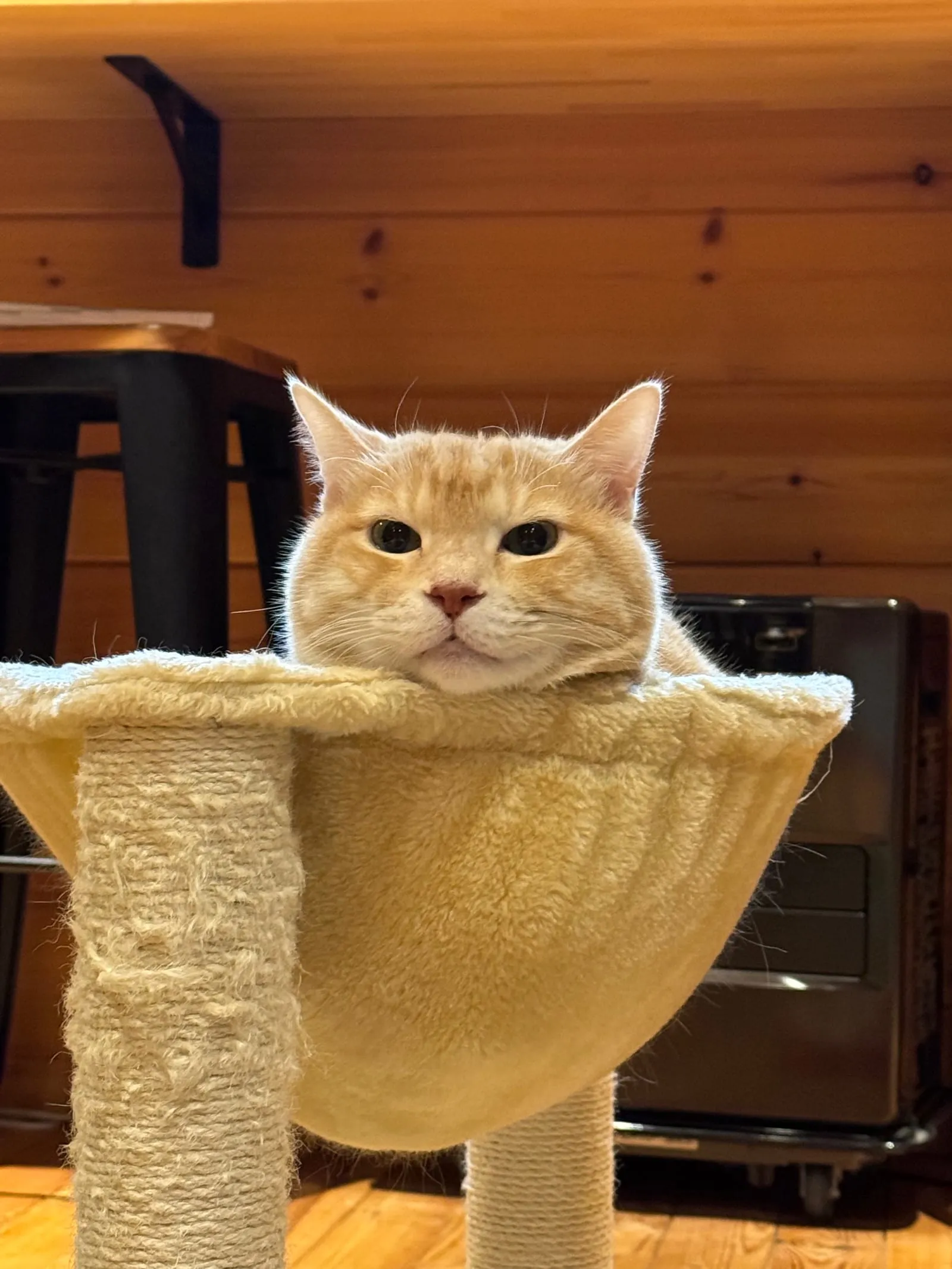 キャットタワーでくつろぐ店内の猫
